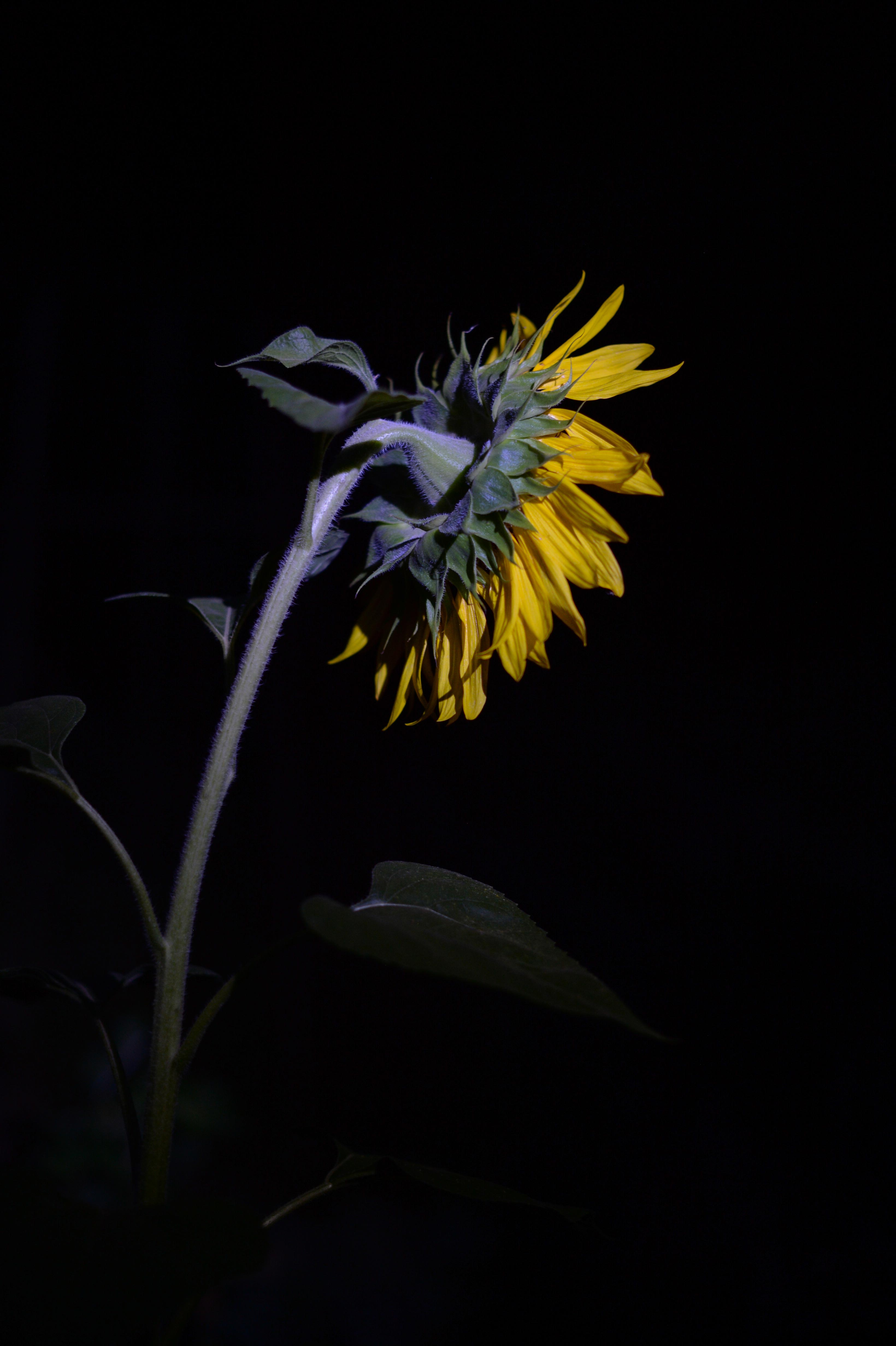 Le jardin fleur nuit/photos/02.jpg